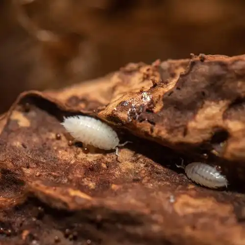 鼠妇(鼠妇是害虫还是益虫)