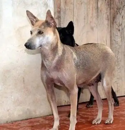 箭毛犬是世界上最好的猎犬,超强的耐力和敏捷度.