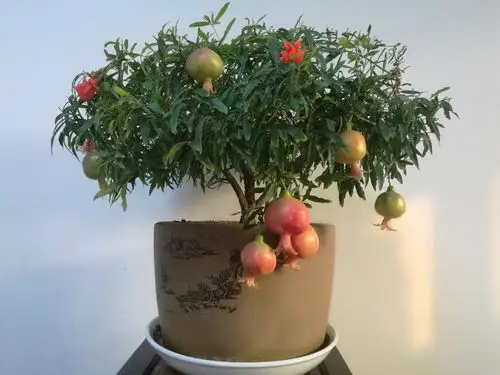 金秋榴花红.石榴盆景艳