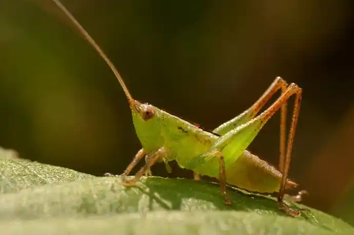 这是什么虫,会叫吗?