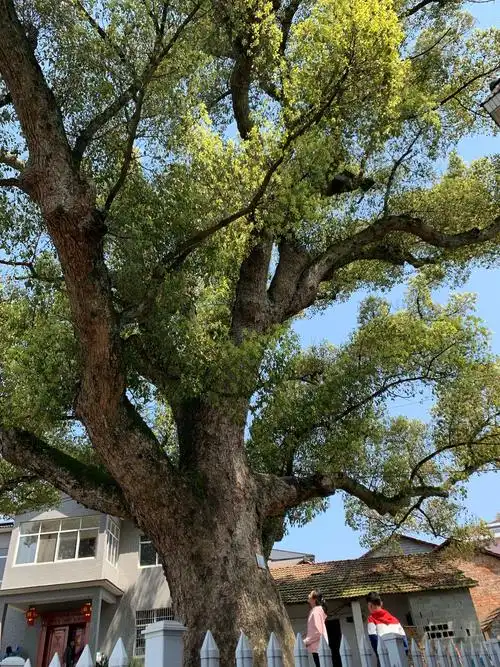 寻找古树——千年樟树 - 美篇