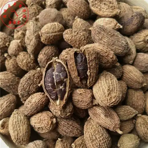 中药材砂仁沙仁香料250g毛青果米香小广东阳春砂仁