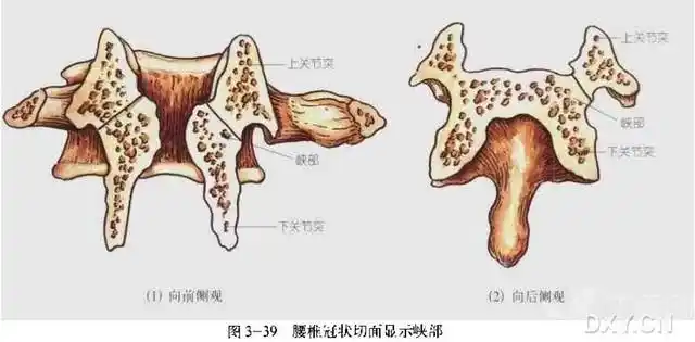 【讲座】腰椎峡部裂与椎体滑脱