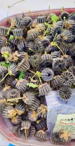 兴平这种野果"麻疙瘩"你吃过吗?