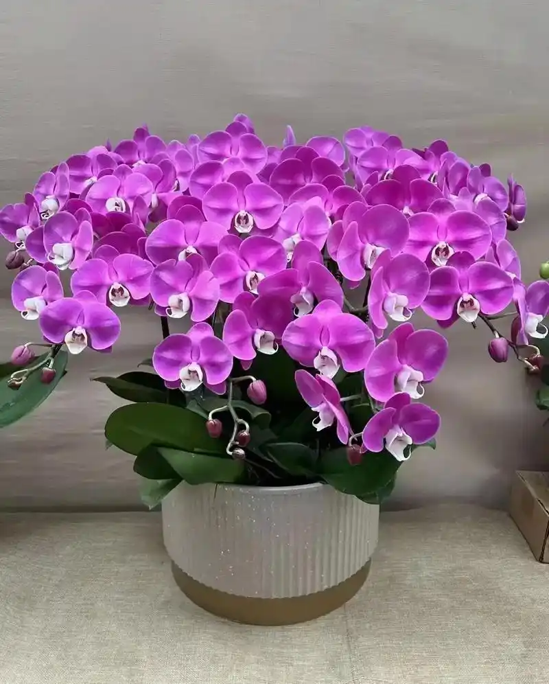 带你看看我家的花花草草 #花开富贵好运来 #爱生活爱鲜花  - 抖音