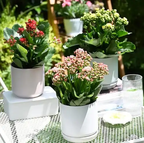 介绍十种耐旱的盆栽植物品种,适合新手花友养殖