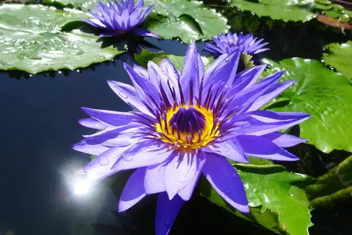 2018莲荷之99:睡莲"泰国重瓣"