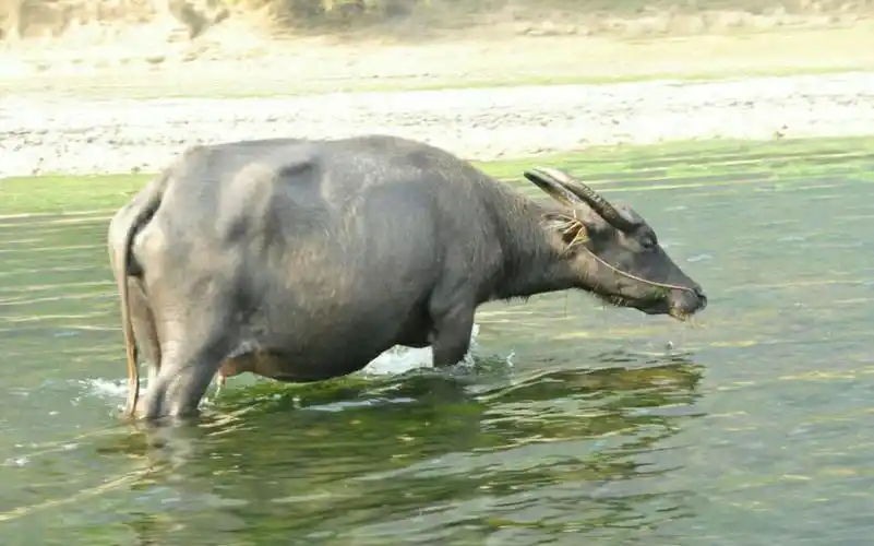 其它 体质不同,优势不同 写美篇  黄牛,水牛,牦牛都是牛,就是体质不一