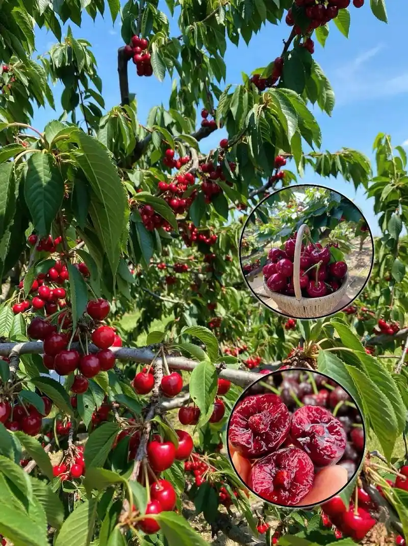 车厘子大樱桃树苗