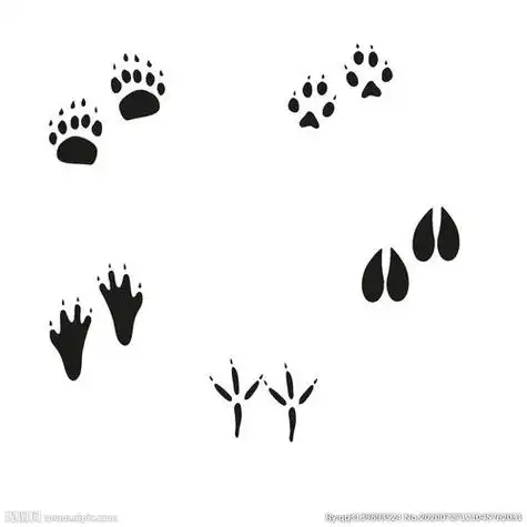 动物的脚印简笔画动物的脚印简笔画怎么画