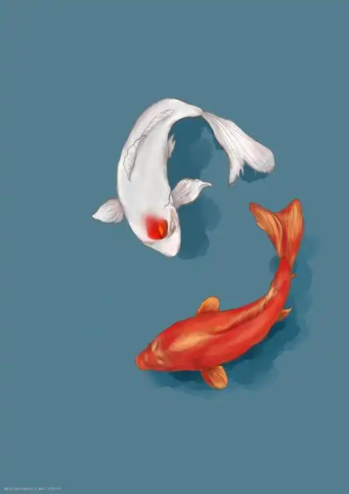 关键词:中国风插画双色锦鲤 中国风 锦鲤 古风 插画 鲤鱼