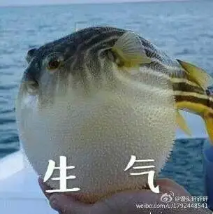 我很生气噢!斗图专用表情包.河豚可爱极了.