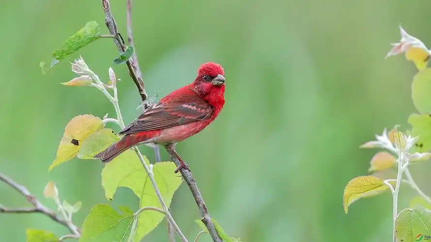 普通朱雀--大红袍
