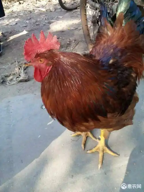 脱温红羽380鸡苗