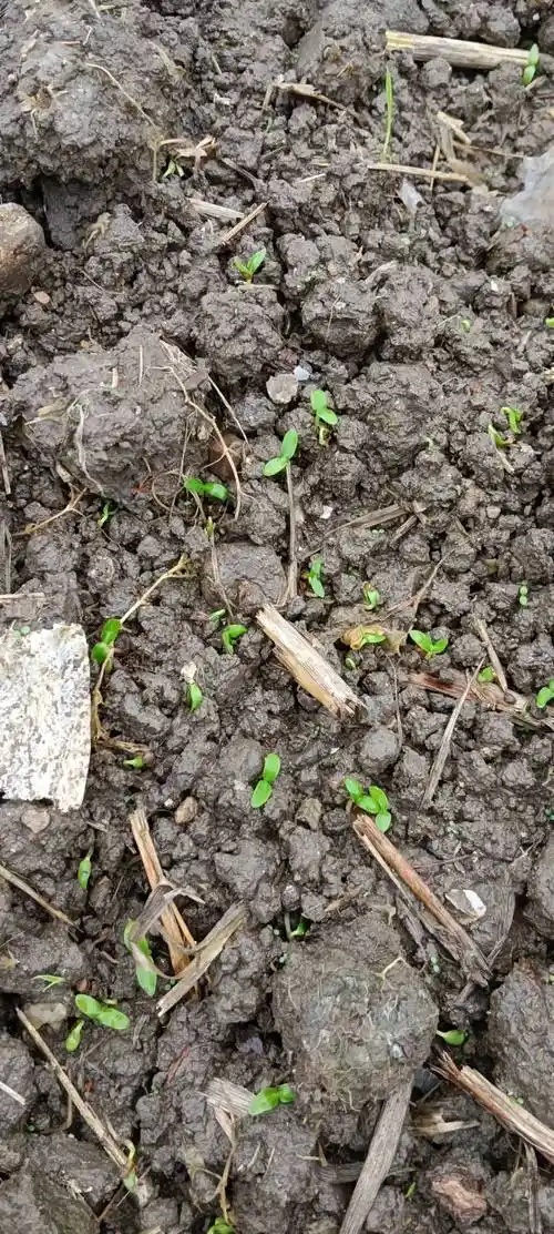 影响桑种萌发出苗以及成苗的因素