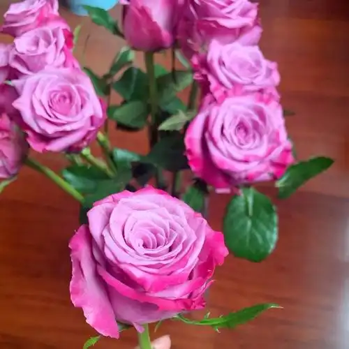 滇香月季园云南昆明斗南发货嫣然玫瑰小苗园艺盆栽绿植多年月季花