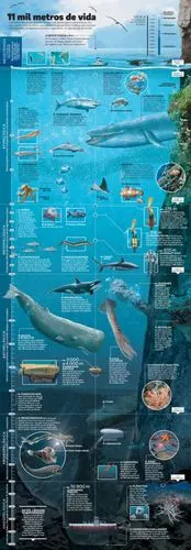 不同水深的海洋生物分布图