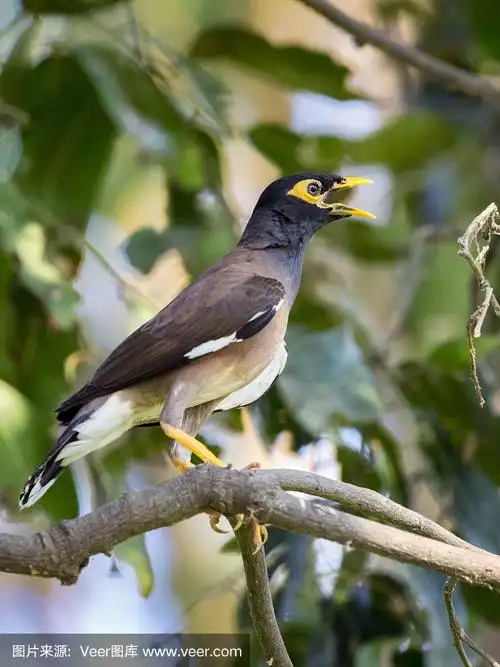 普通八哥在自然背景的树枝上的图像.野生动物.