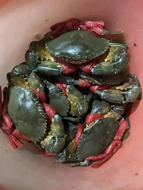 超级的满膏大青蟹