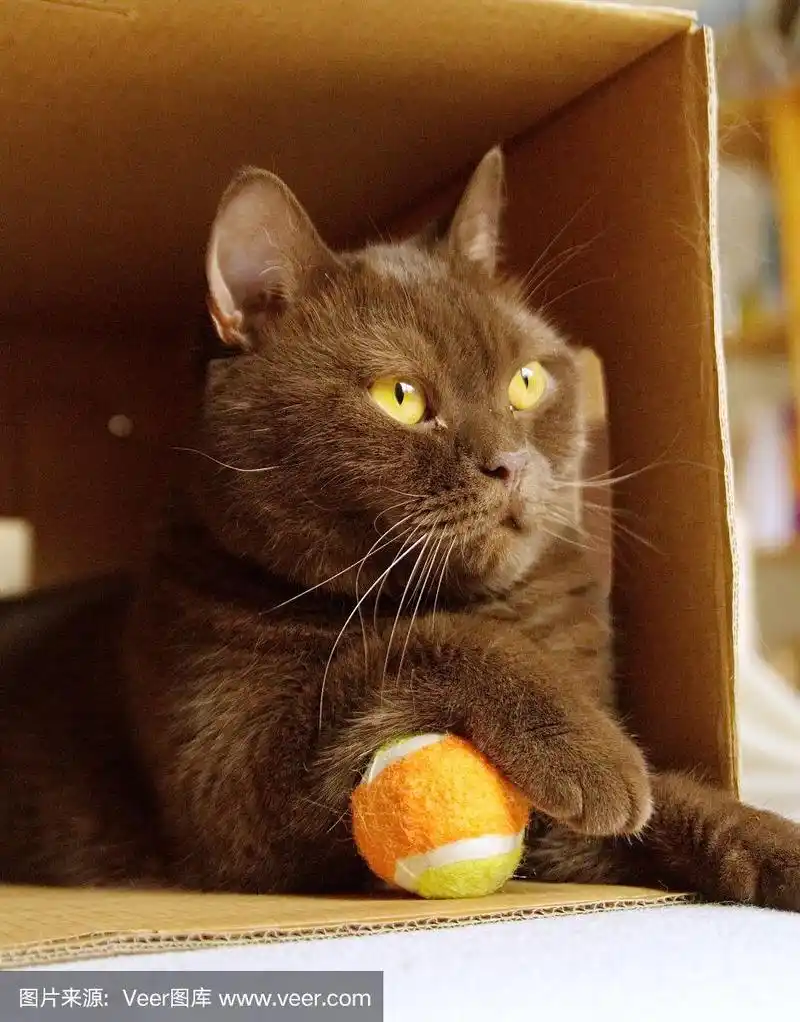 短毛猫,褐色,盒子,英国,垂直画幅