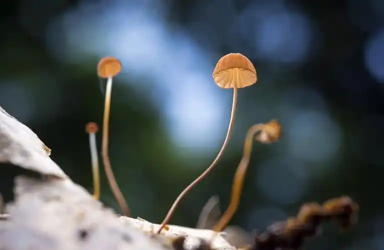 小红帽_生态_poco摄影,唯美,菌类,蘑菇,小清新,生态摄影