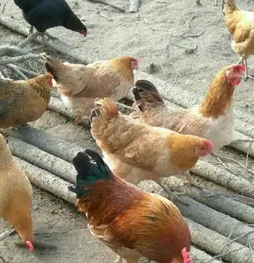 [江汉鸡批发]江汉鸡 一年半价格23.00元/斤 - 一亩田