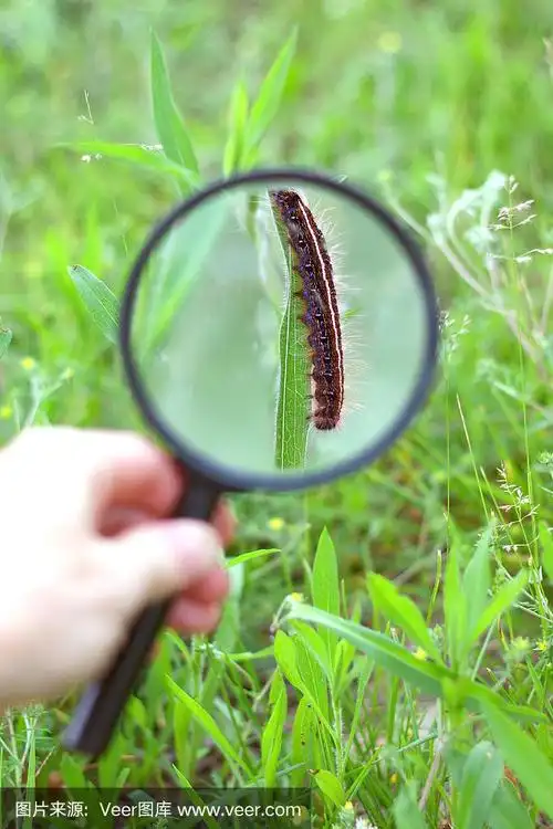 毛毛虫通过放大镜