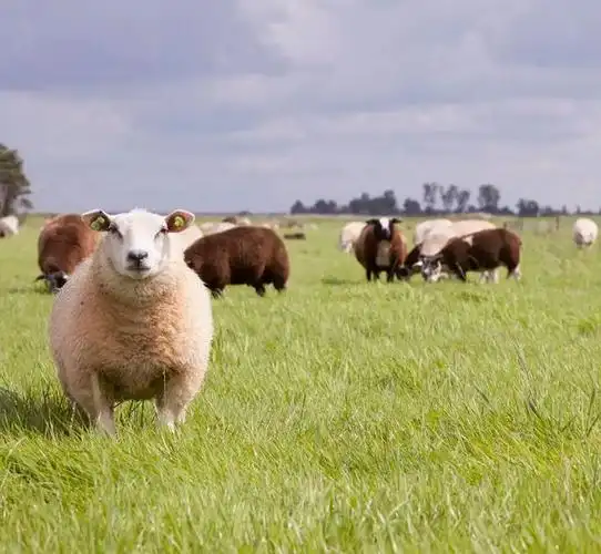 世界名羊- 绵羊