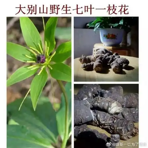 中医##优质博文上热搜开放计划##中医式生活##国医的精诚力量