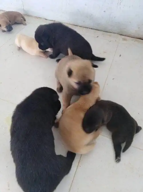 一个月左右大的小土狗求领养