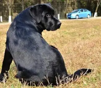 狗狗沙滩刨土想探险惹得一只小东西踉踉跄跄跑出来