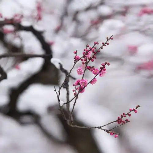 真可谓,梅花雪花漫天醉,赏花游人八方来.