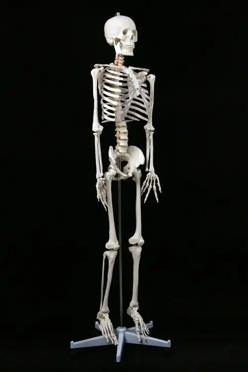 新款厂家直销医学标准的170cm人体大骨骼模型 骷髅骨架标本