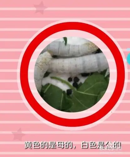 蚕的腹部 看蚕宝宝腹部,黄色的是母的,白色是公的.