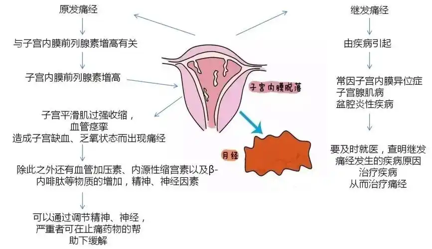 痛经为什么会发生?月经是怎么形成的?就让我们了解痛经,击败它!