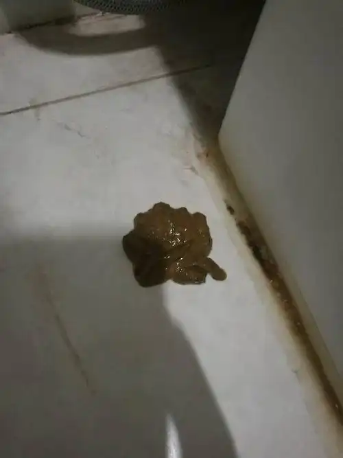 狗狗早上拉便便这样子,是不是有点稀啊,有啥问题吗?