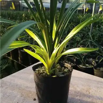 七彩神童4苗 - 中国兰花交易网