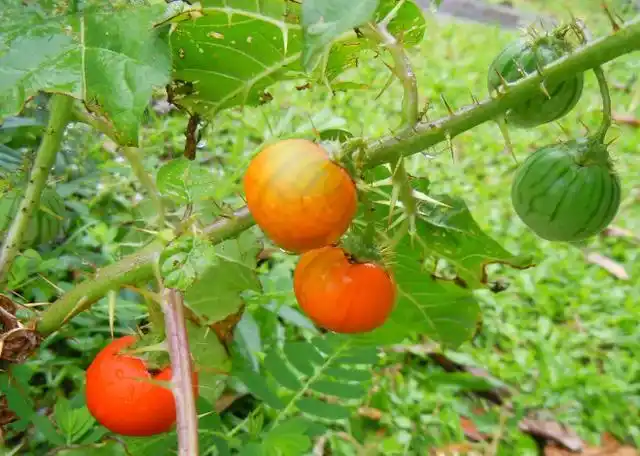 苦天茄,别名:苦颠茄,黄角刺,刺天茄,刺茄子,天茄子,谷雀蛋