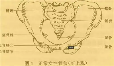 三,骨盆的大小