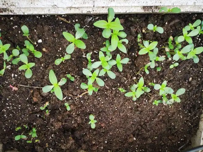 其它 百日草 写美篇去年种植的百日草,把花籽收集起来,亲自播种,看着