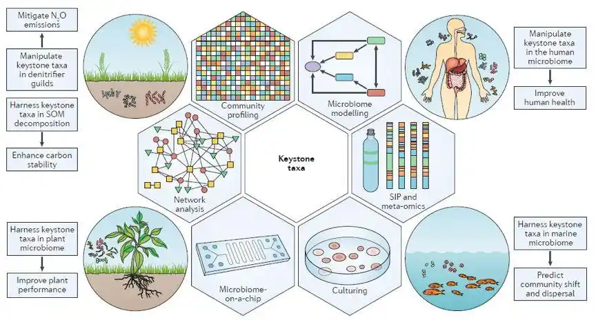 nature综述关键物种对于微生物菌群结构和功能的驱动作用