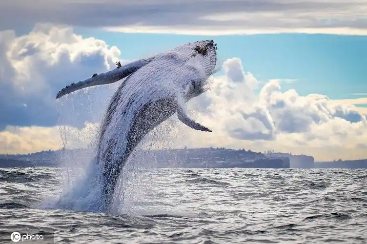澳大利亚鲸鱼时隔多月见到人类超兴奋疯狂跃出水面表演