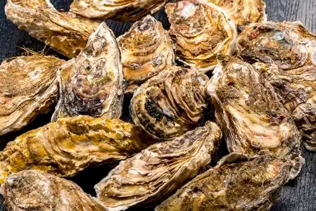生牡蛎图片