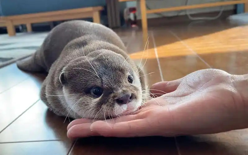 【水獭】超可爱的水獭手势训练!