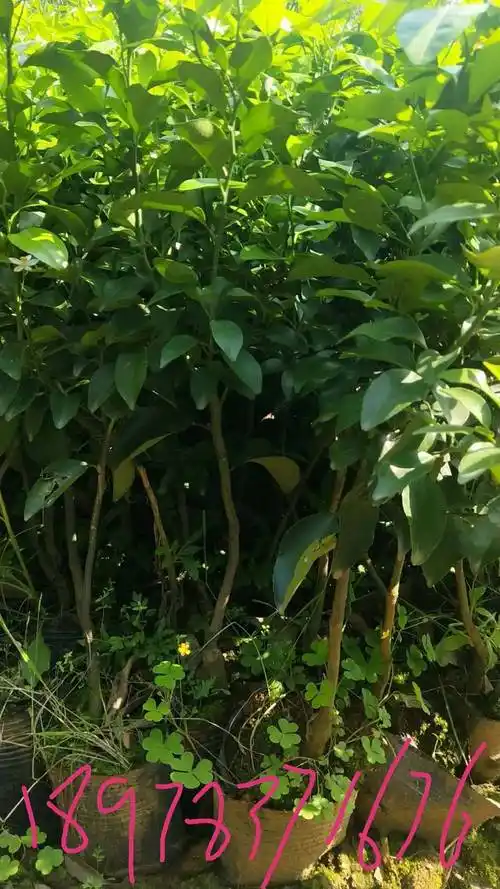 沙糖桔树的种植方法(沙糖桔的栽培技术和适应环境)