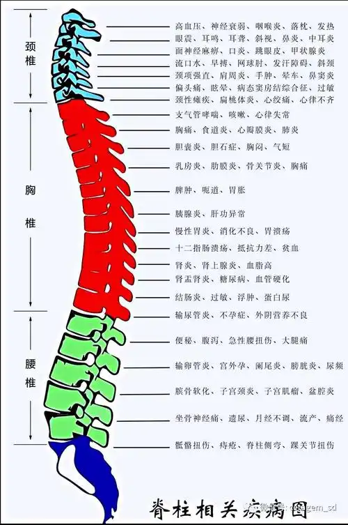其它 学习笔记 写美篇腰椎1 结肠功能失调,便秘,腹泻,腰痛,下腹痛