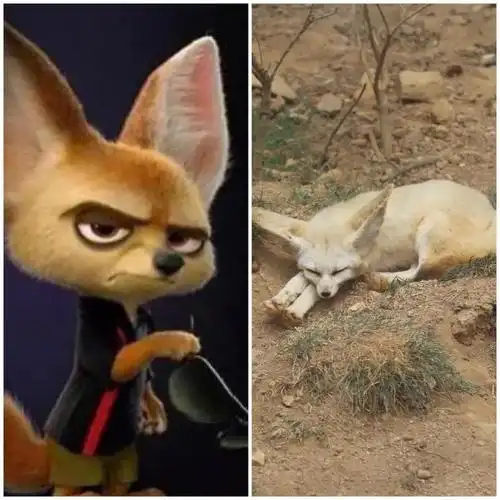 今天,和小编一起来了解   我们亲爱的芬尼克   可爱的耳廓狐吧