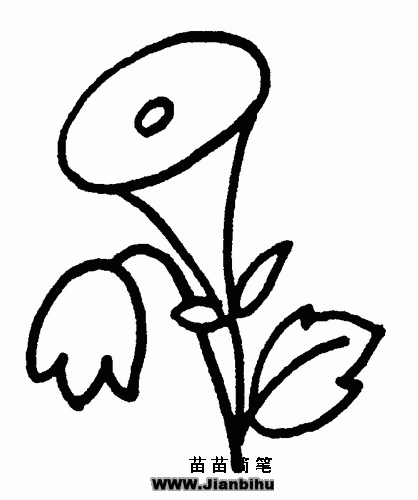 喇叭花简笔画教程喇叭花简笔画图解二 喇叭花简笔画资料: 牵牛花生性