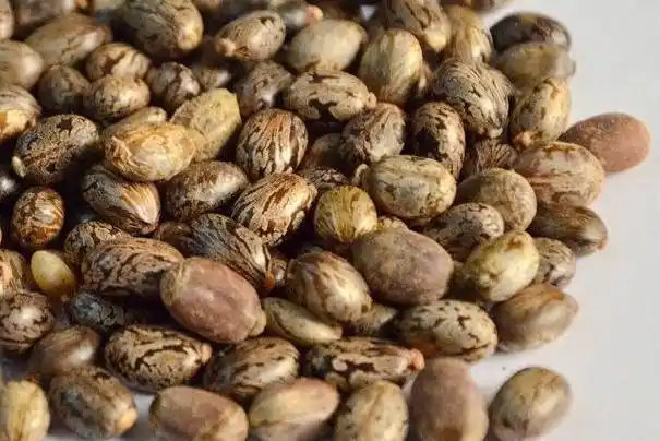 蓖麻子有毒吗?了解这些你才能避免中毒!