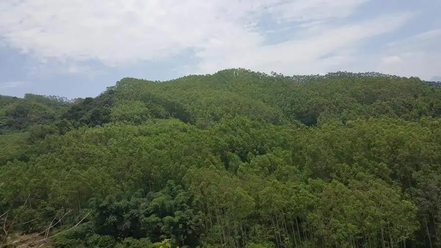 登高望远,一片绿色山林,令人心旷神怡.